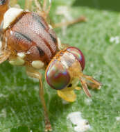 Image of Olive Fruit Fly