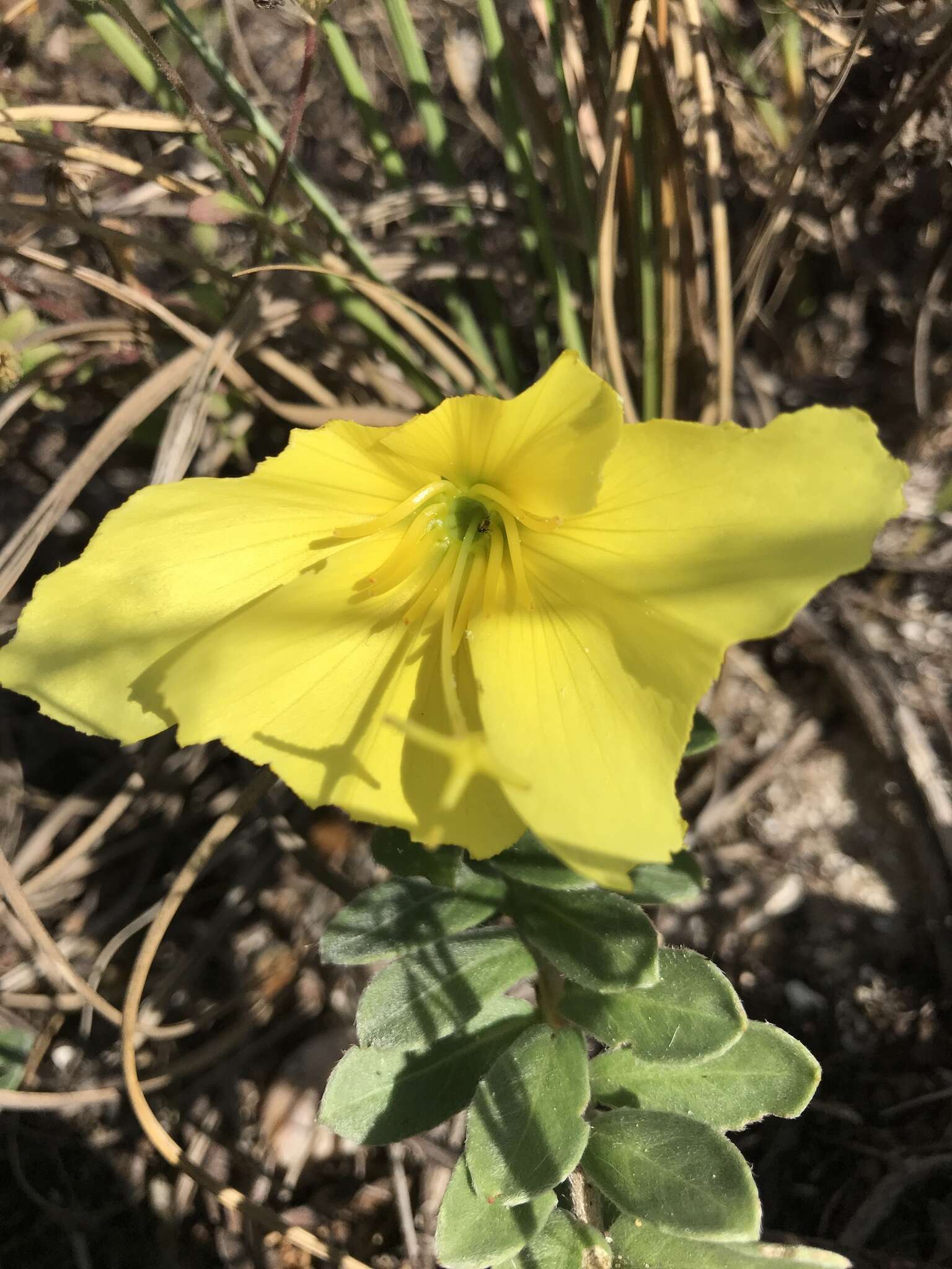 Oenothera drummondii Hook. resmi