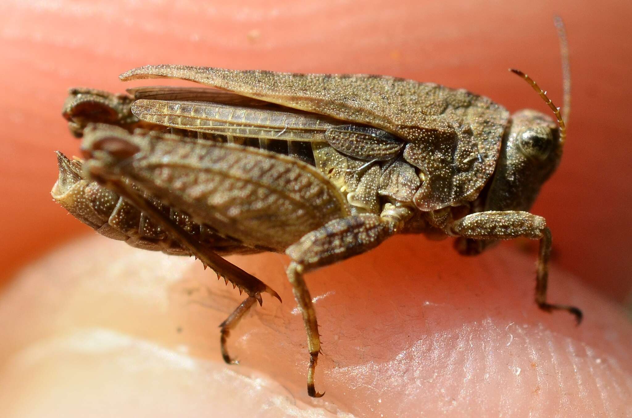 Image of long-horned ground-hopper