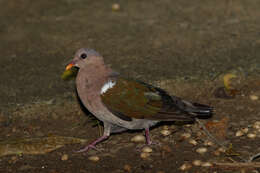 Sivun Chalcophaps longirostris Gould 1848 kuva