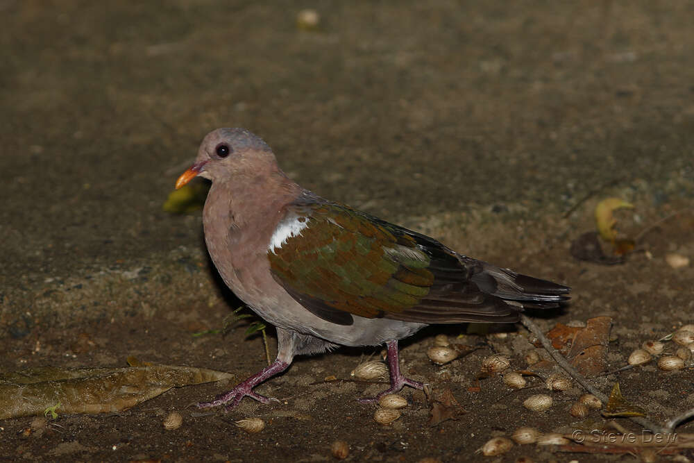 Sivun Chalcophaps longirostris Gould 1848 kuva