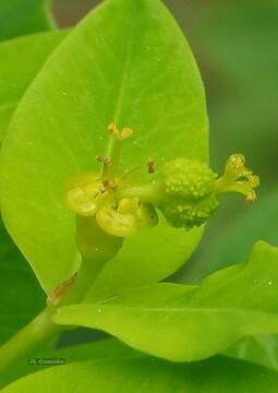 Euphorbia hyberna L. resmi