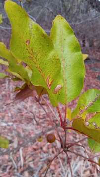 Image of Vitex beraviensis Vatke