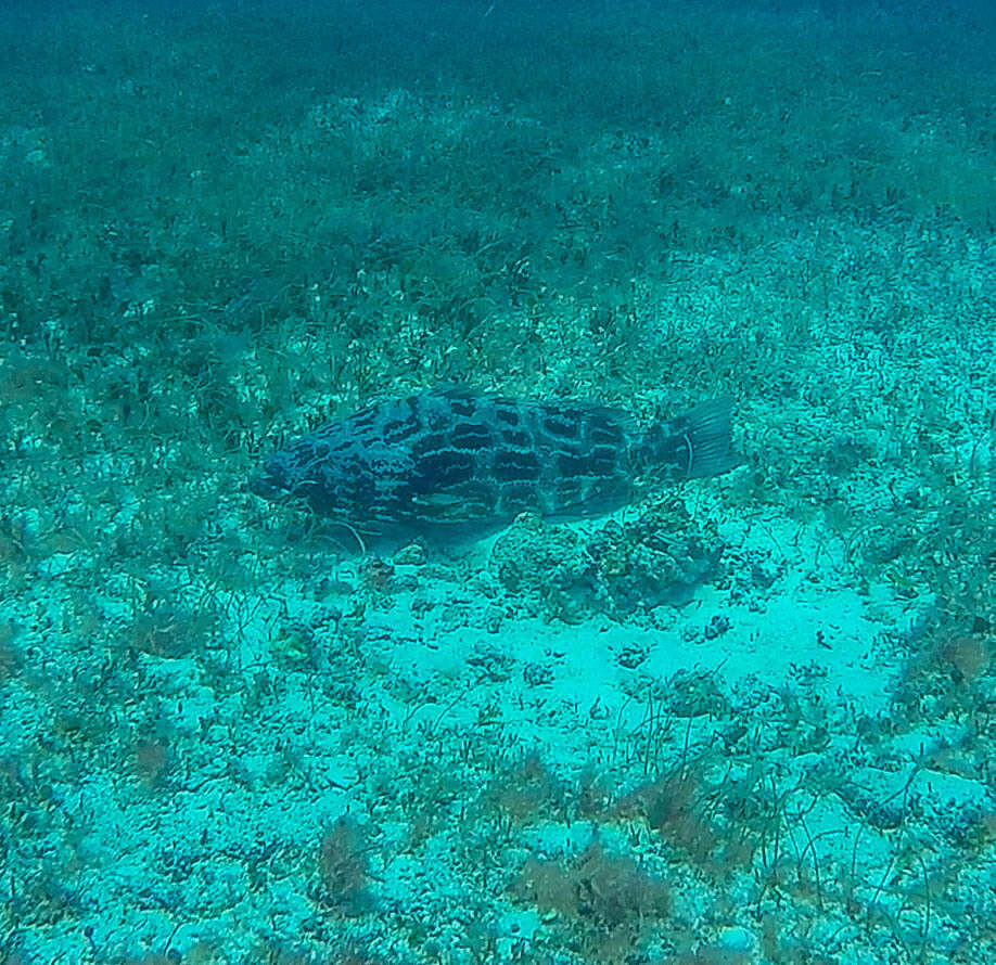 Image of Black Grouper