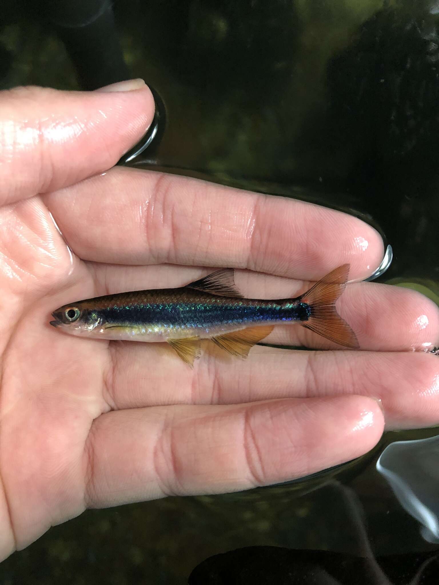 Image of Metallic Shiner