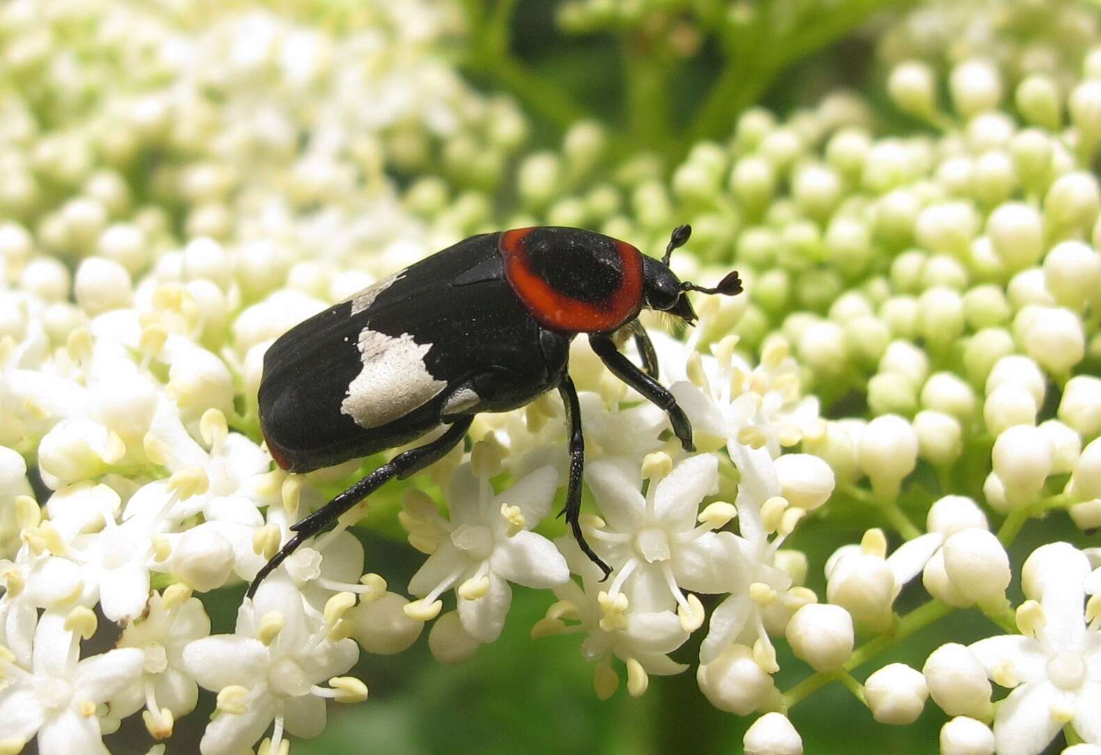 Image de Glycyphana horsfieldi (Hope 1831)