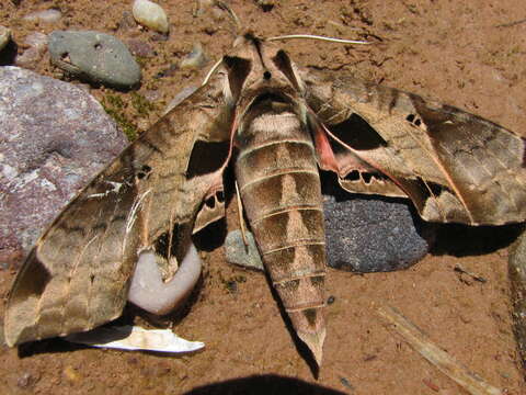 Image of Eumorpha analis (Rothschild & Jordan 1903)