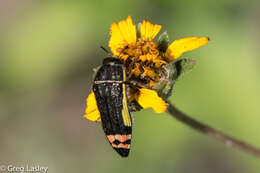 Imagem de Acmaeodera flavomarginata (Gray 1832)