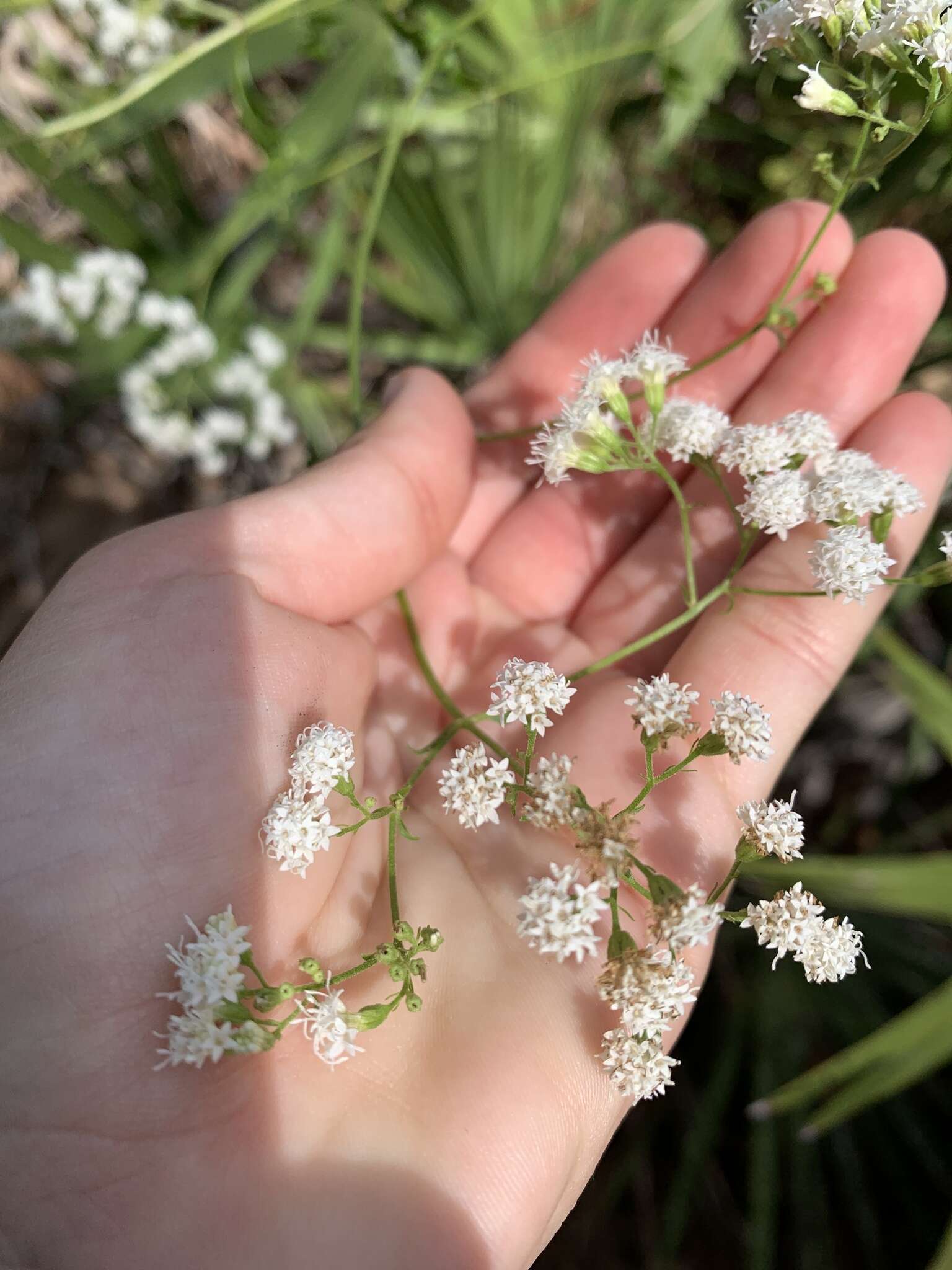 Image of hammock snakeroot