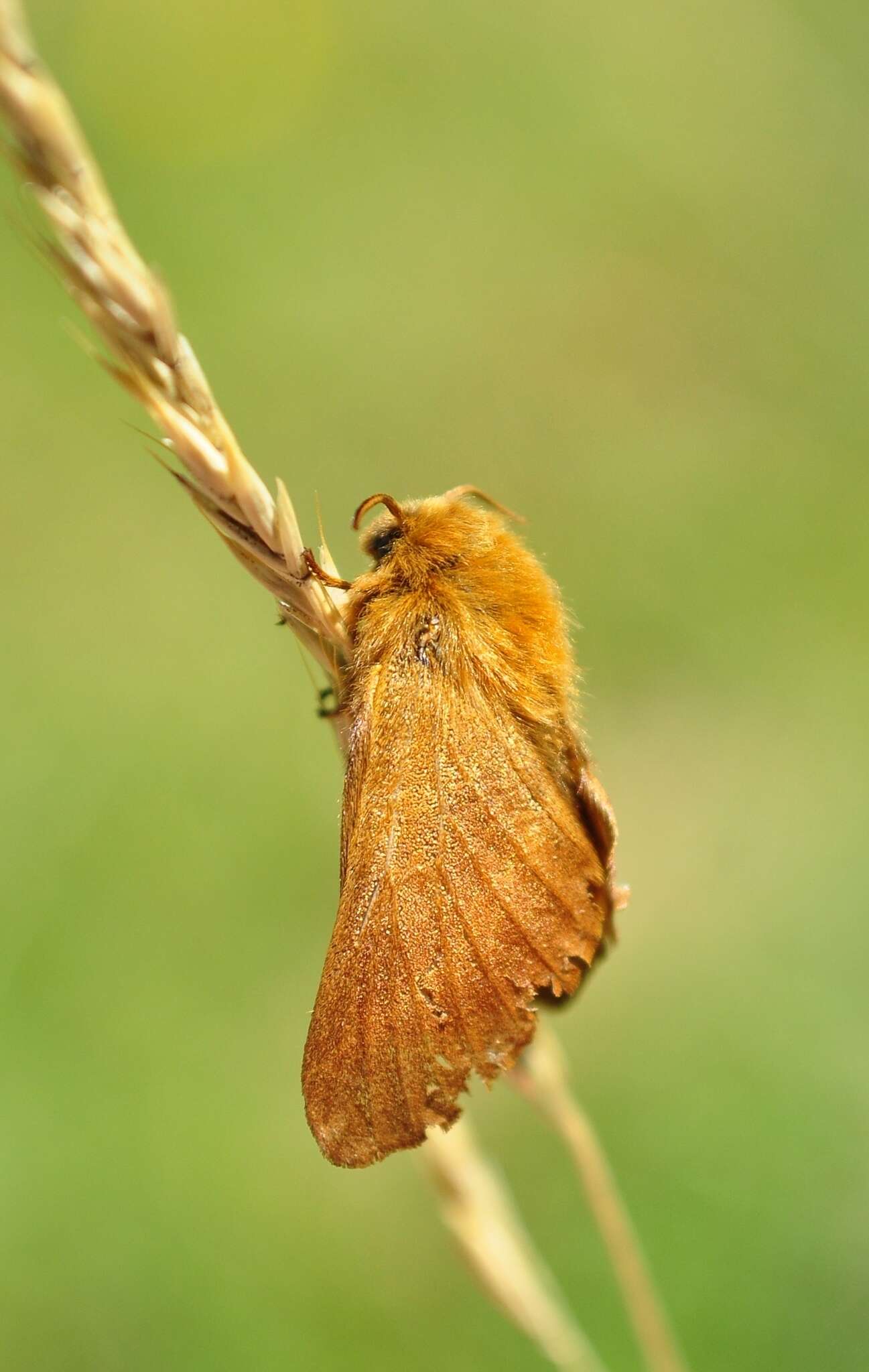 Image of Malacosoma alpicola Staudinger 1870