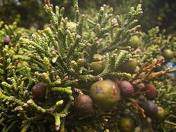 Juniperus phoenicea subsp. phoenicea resmi