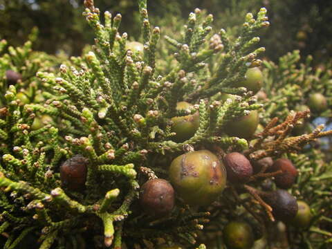 Image of Juniperus phoenicea subsp. phoenicea