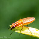 Image de Borbororhinia laojanae Kurahashi & Tumrasvin 1992