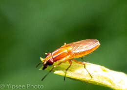 Image of Borbororhinia laojanae Kurahashi & Tumrasvin 1992