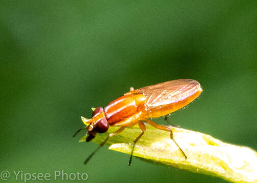 Image of Borbororhinia