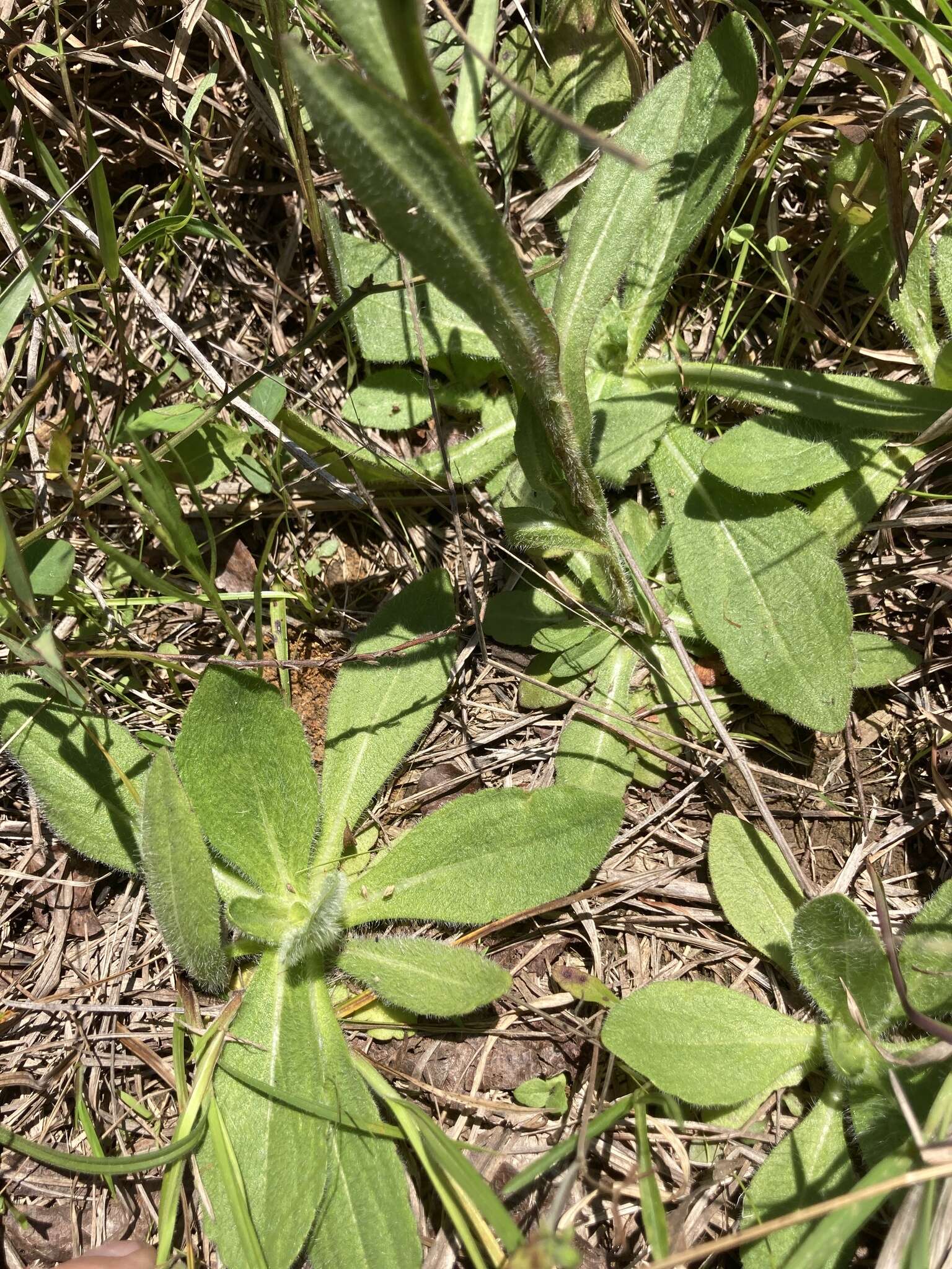 Image of Oldfield Sneezeweed