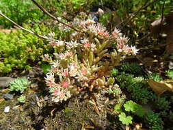 Sedum hispanicum L. resmi