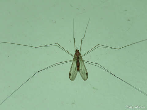 Megistocera longipennis (Macquart 1838)的圖片