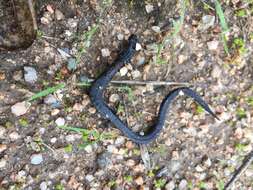 Image of Gabilan Mountains Slender Salamander