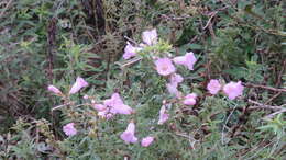 صورة Agalinis genistifolia (Cham. & Schltdl.) W. G. D' Arcy