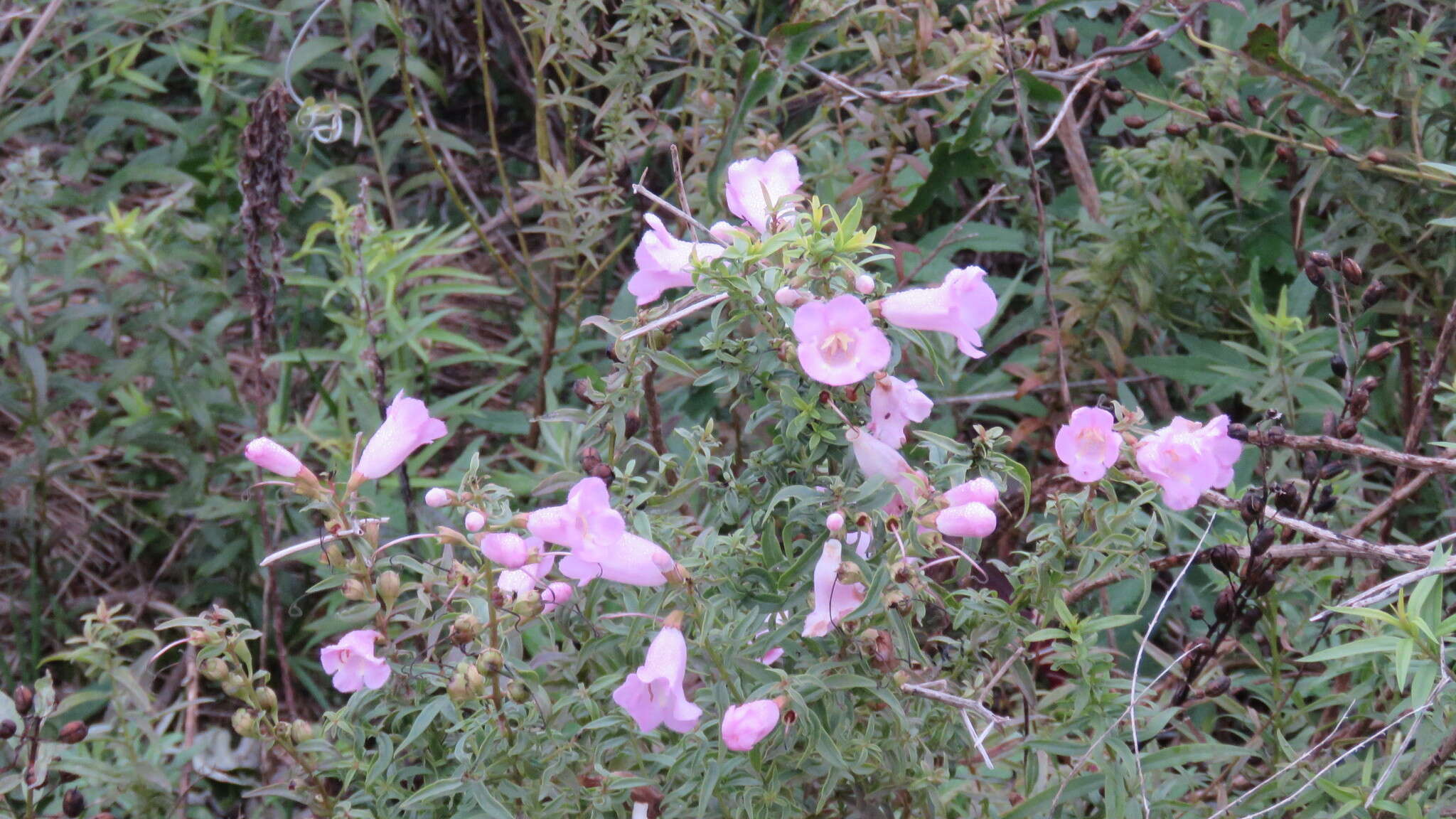 صورة Agalinis genistifolia (Cham. & Schltdl.) W. G. D' Arcy