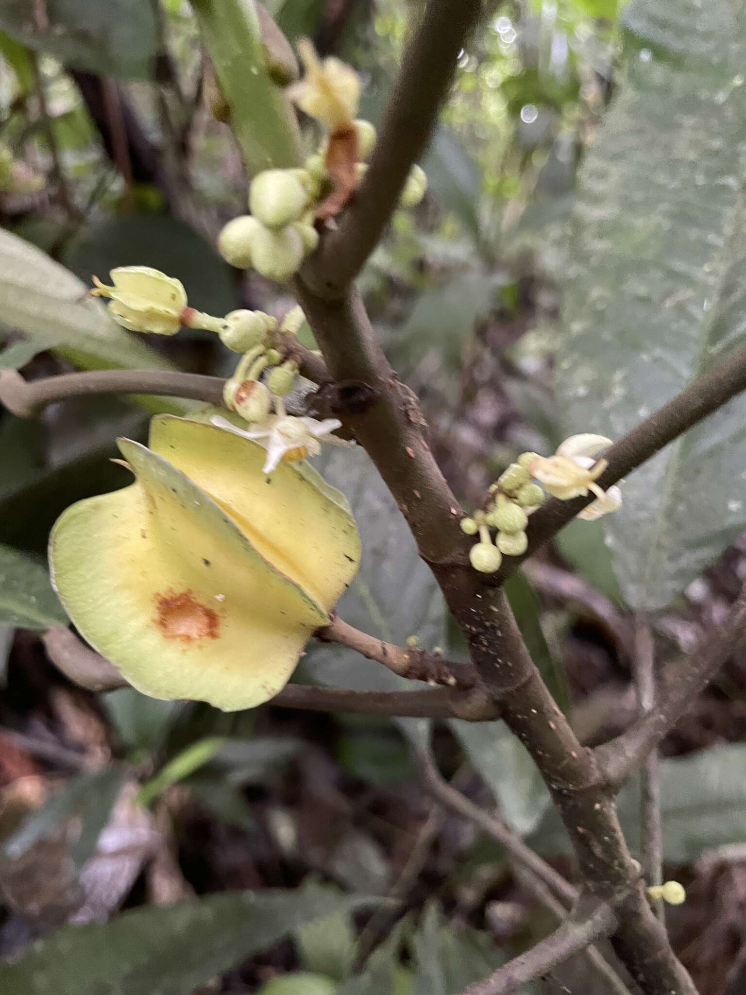 Image of Carpotroche ramosii (Cuatrec.) Cuatrec.