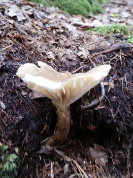 Image of Lactarius gerardii Peck 1873