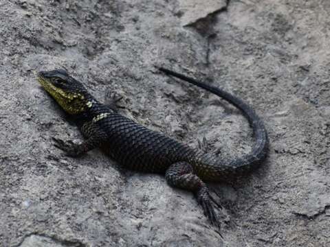 Image of Sceloporus oberon Smith & Brown 1941