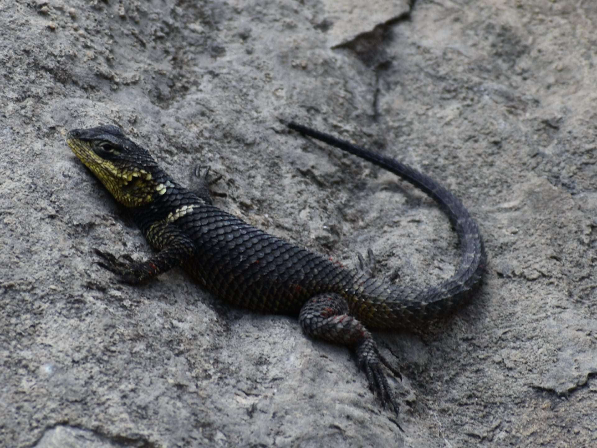 Image of Sceloporus oberon Smith & Brown 1941