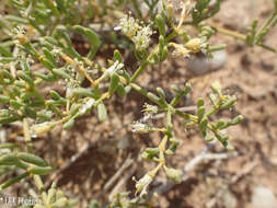 Image of Tetraena cylindrifolia (Schinz) Beier & Thulin