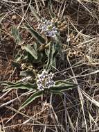 صورة Asclepias meliodora (Schltr.) Schltr.