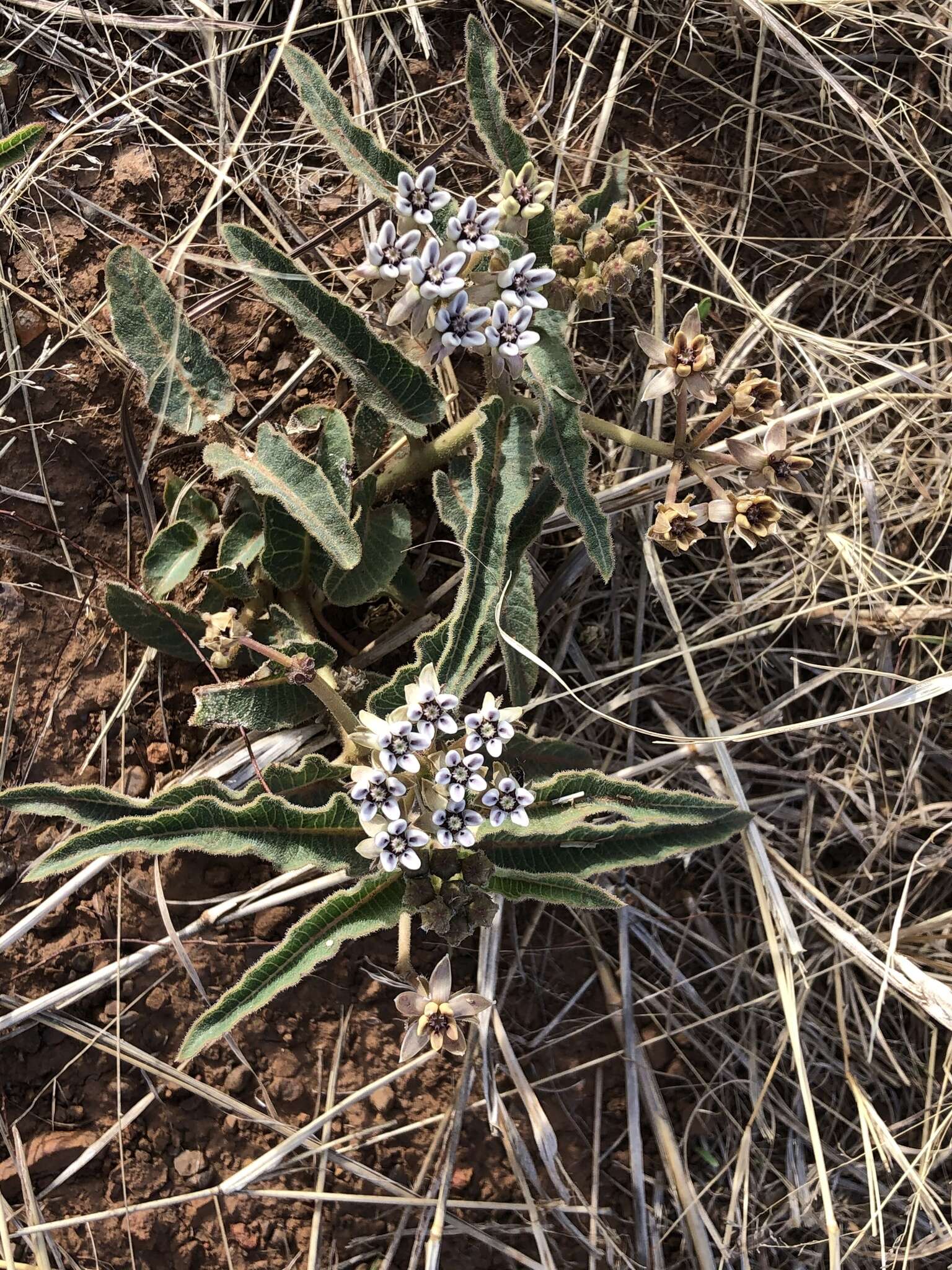 صورة Asclepias meliodora (Schltr.) Schltr.