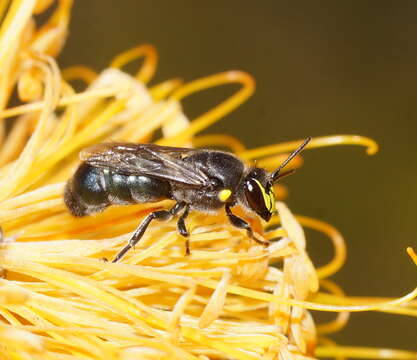 Imagem de Hylaeus alcyoneus (Erichson 1842)