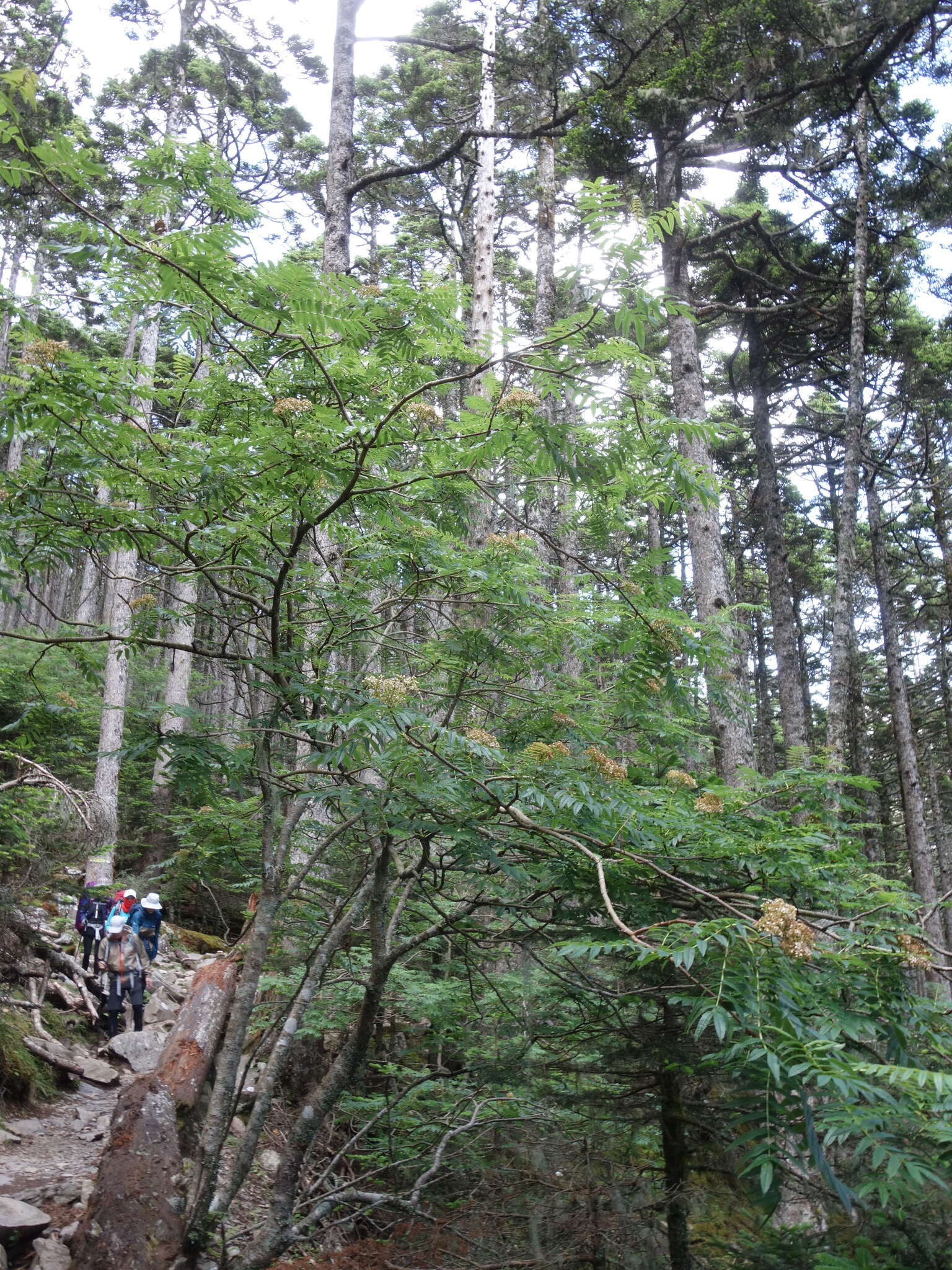 Image of Sorbus randaiensis (Hayata) Koidz.