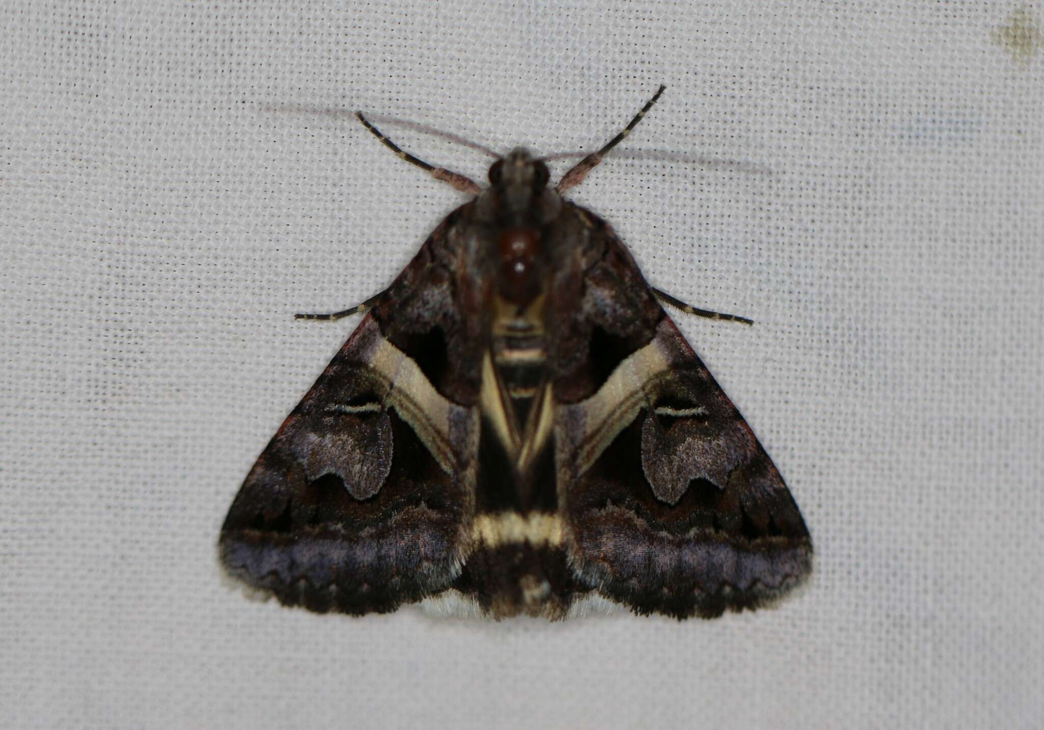 Image of <i>Drasteria grandirena</i>