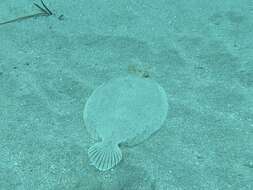 Image of Wide-eyed Flounder