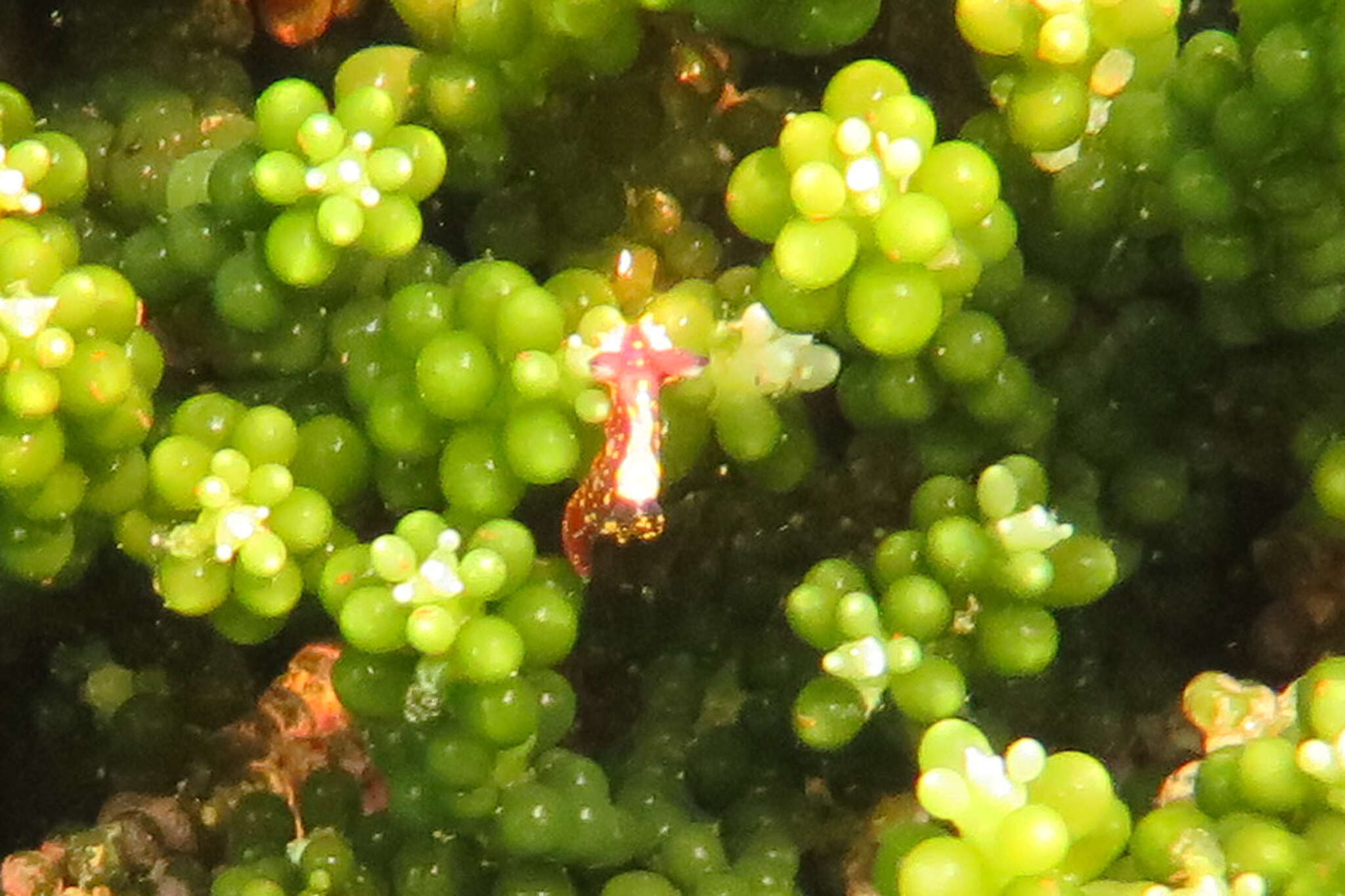 Image of Polycera maddoxi M. C. Miller 2005