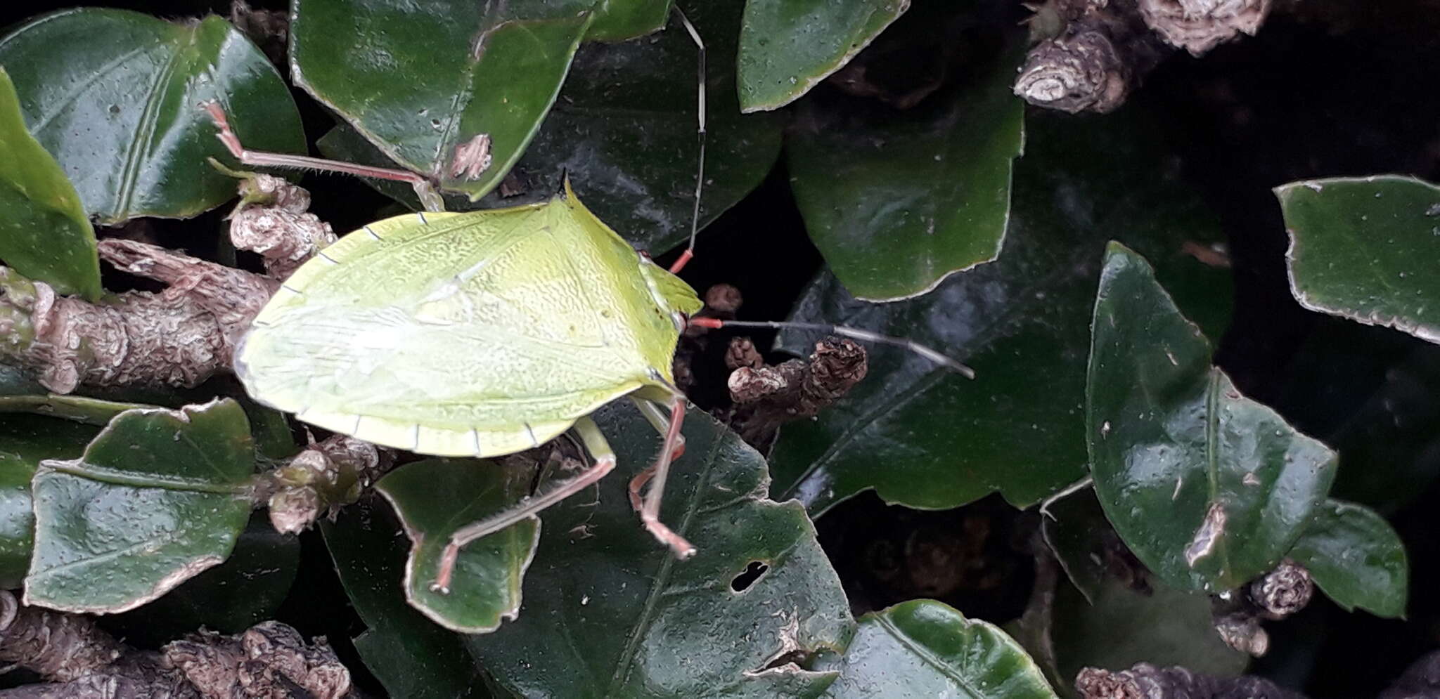 Image of Chlorocoris (Chlorocoris) distinctus Signoret 1851