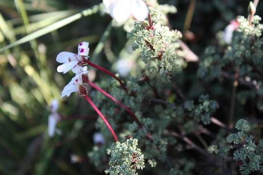 Image of Pelargonium abrotanifolium (L. fil.) Jacq.