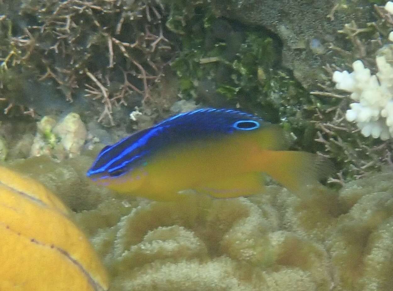 Image of Azurespt damselfish