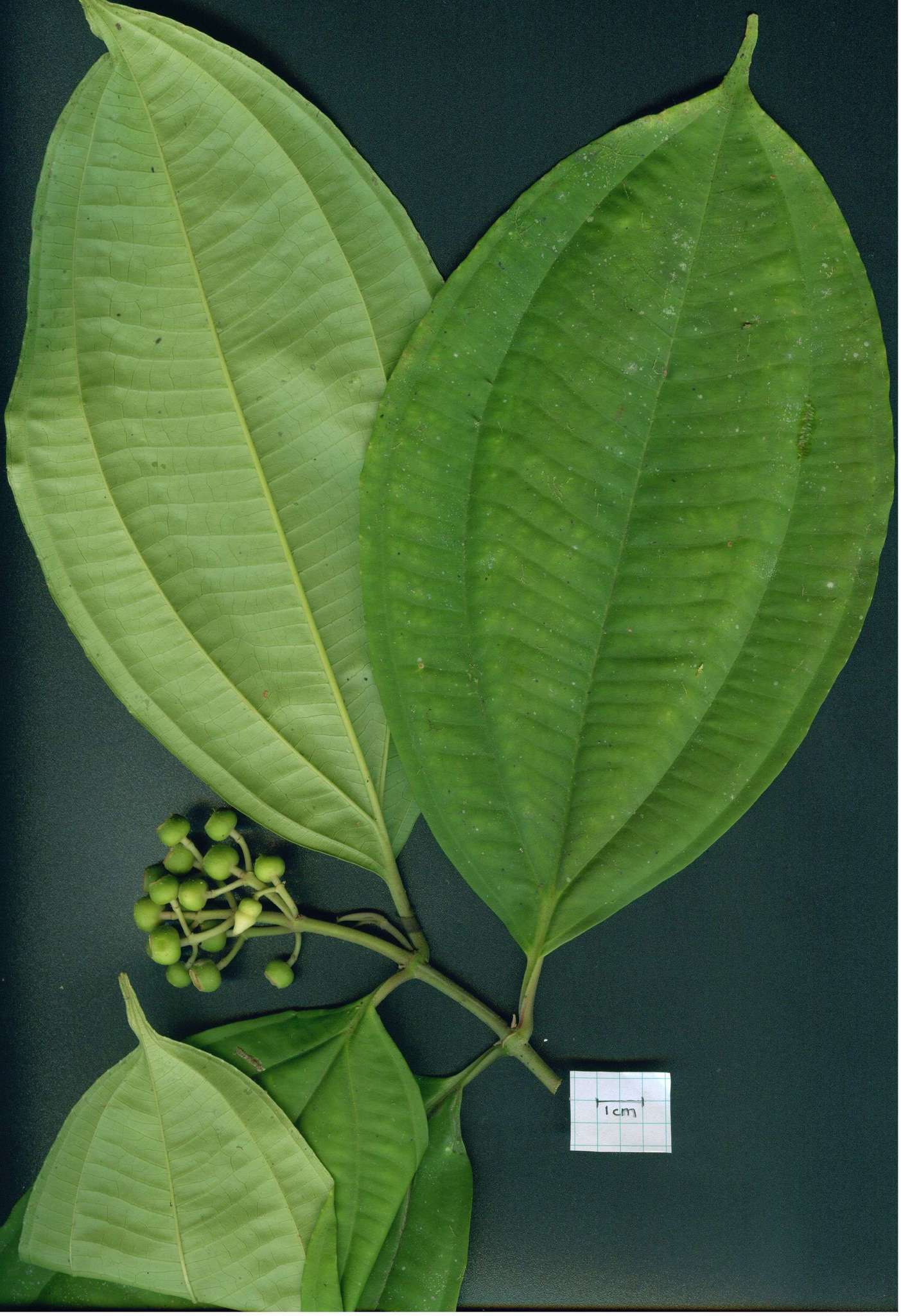 Image of Miconia tenuifolia