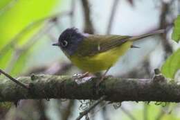 Image of Canary-flycatcher