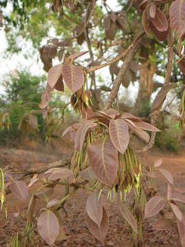 Imagem de Madhuca longifolia var. latifolia (Roxb.) A. Chev.