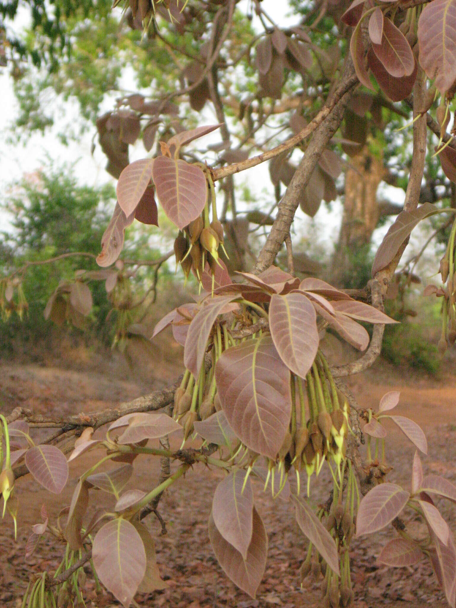 Image of moa tree