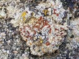 Image of sandwort orange lichen