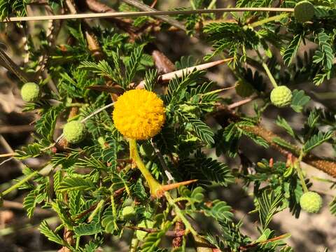 Sivun Vachellia tortuosa (L.) Seigler & Ebinger kuva