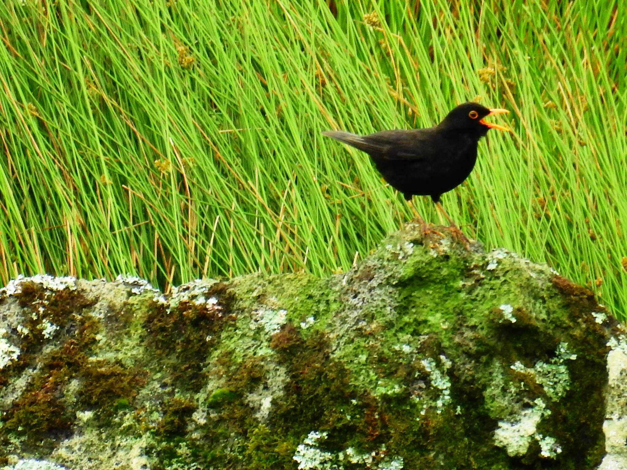 Turdus merula azorensis Hartert 1905的圖片