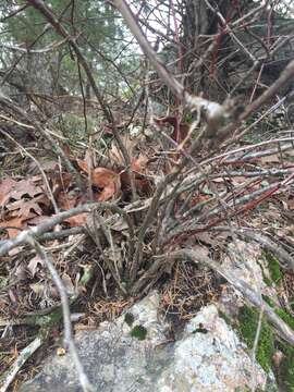 Image of granite gooseberry