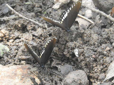 صورة Papilio dravidarum Wood-Mason 1880