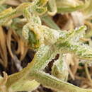 Image of Cerastium mollissimum Poir.